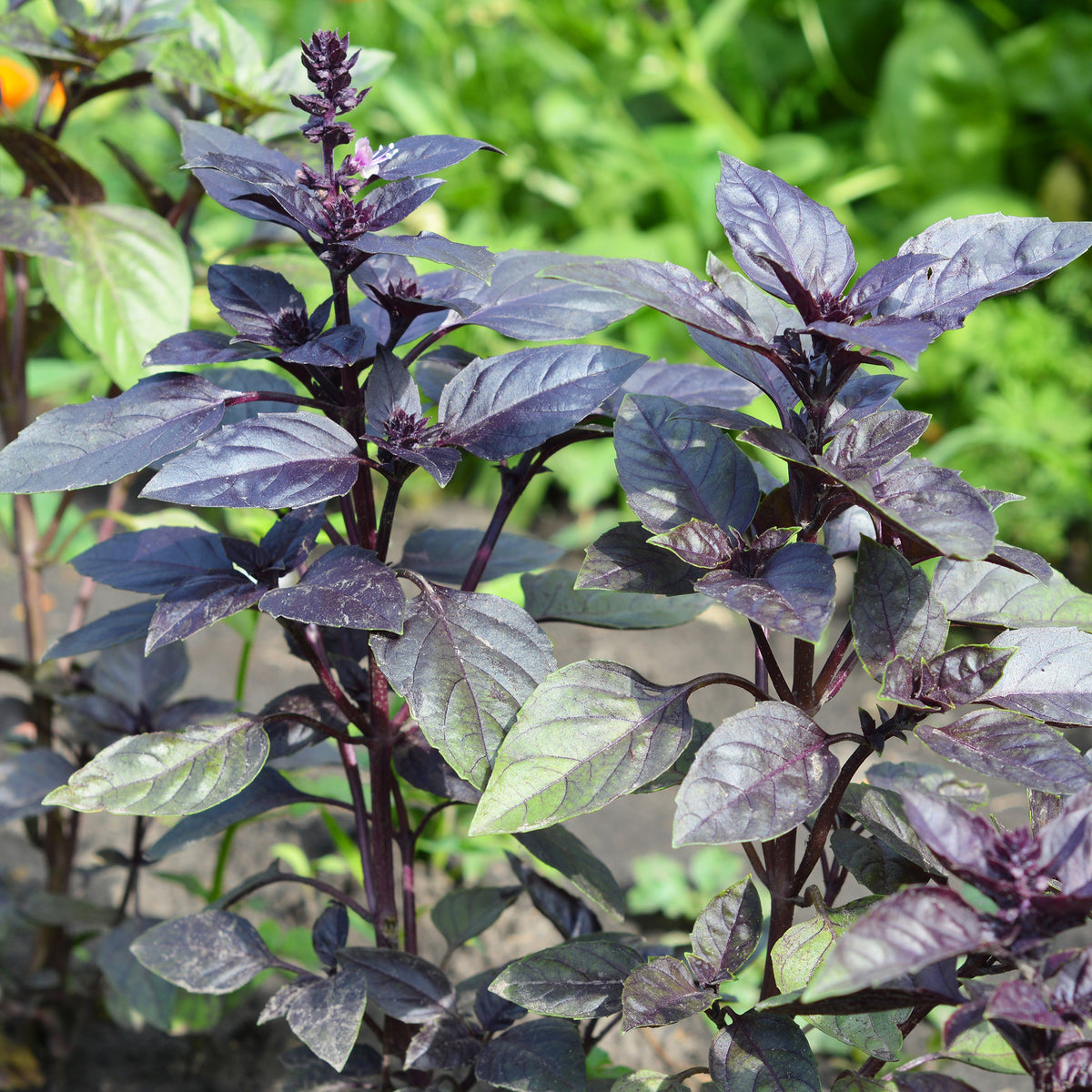 Vente Plant Basilic pourpre - Ocimum basilicum purpurascens