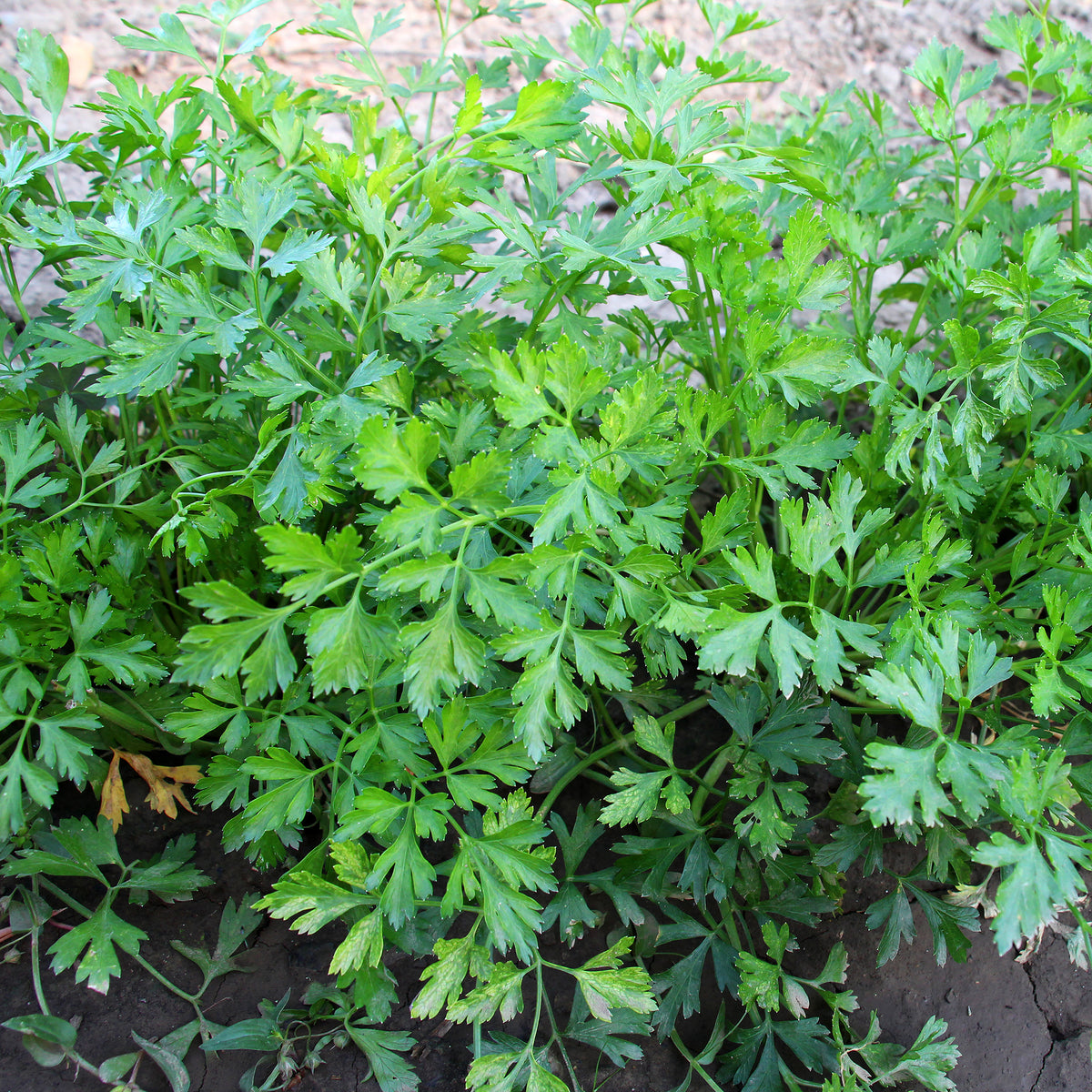 Vente Plant Persil commun - Petroselinum crispum