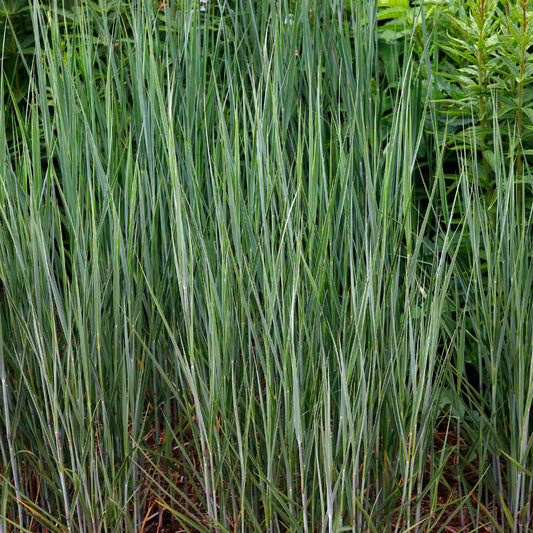 3 Panics bleus - Panicum virgatum heavy metal - Bakker