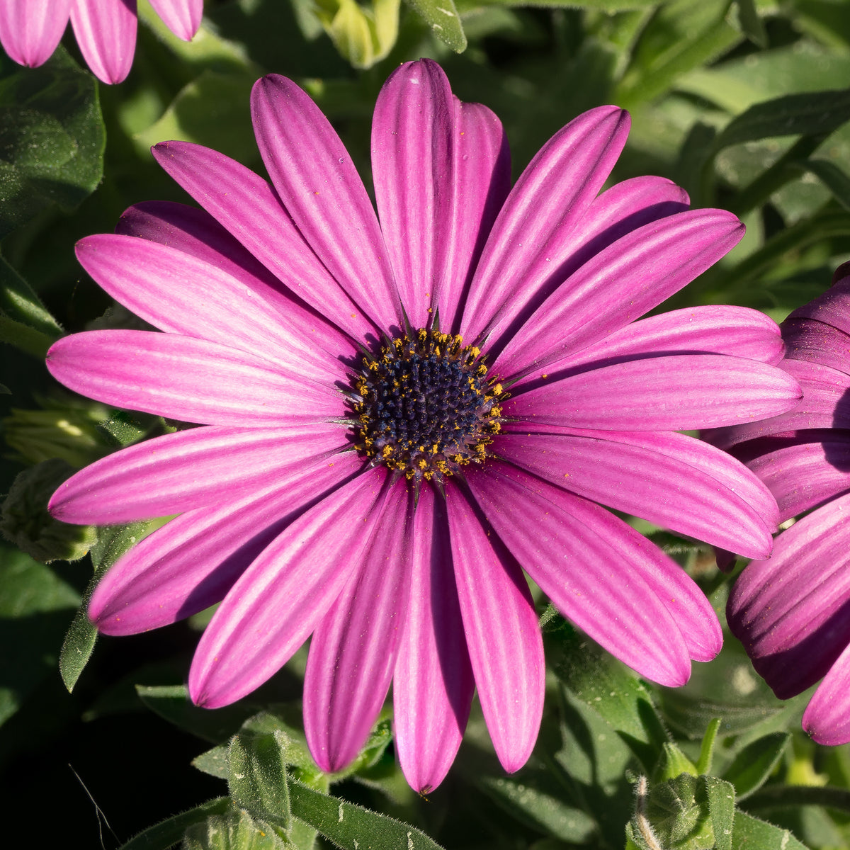 3 Marguerites du Cap pourpres - Bakker