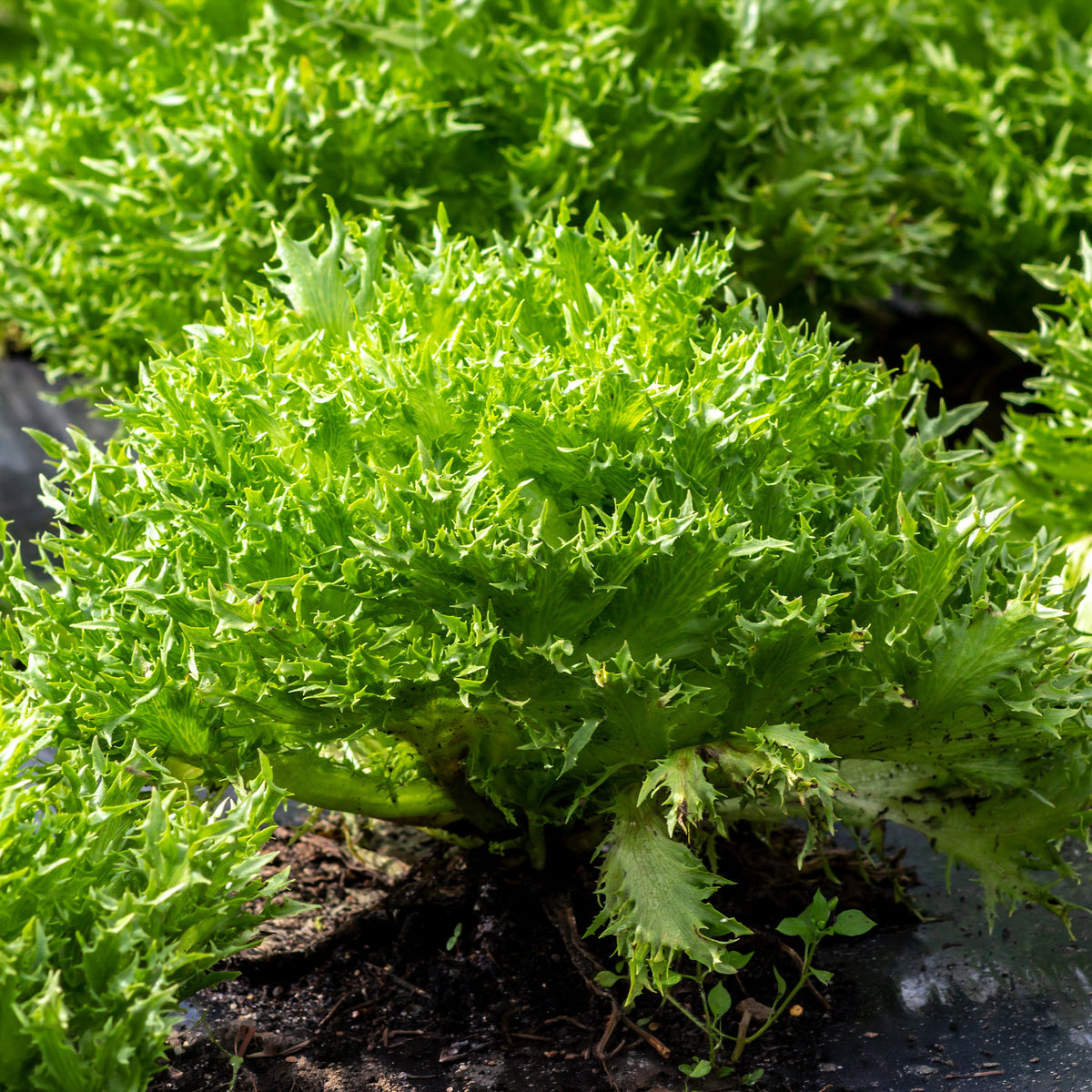 Laitue batavia frisée Eazyleaf Skilton - Bakker