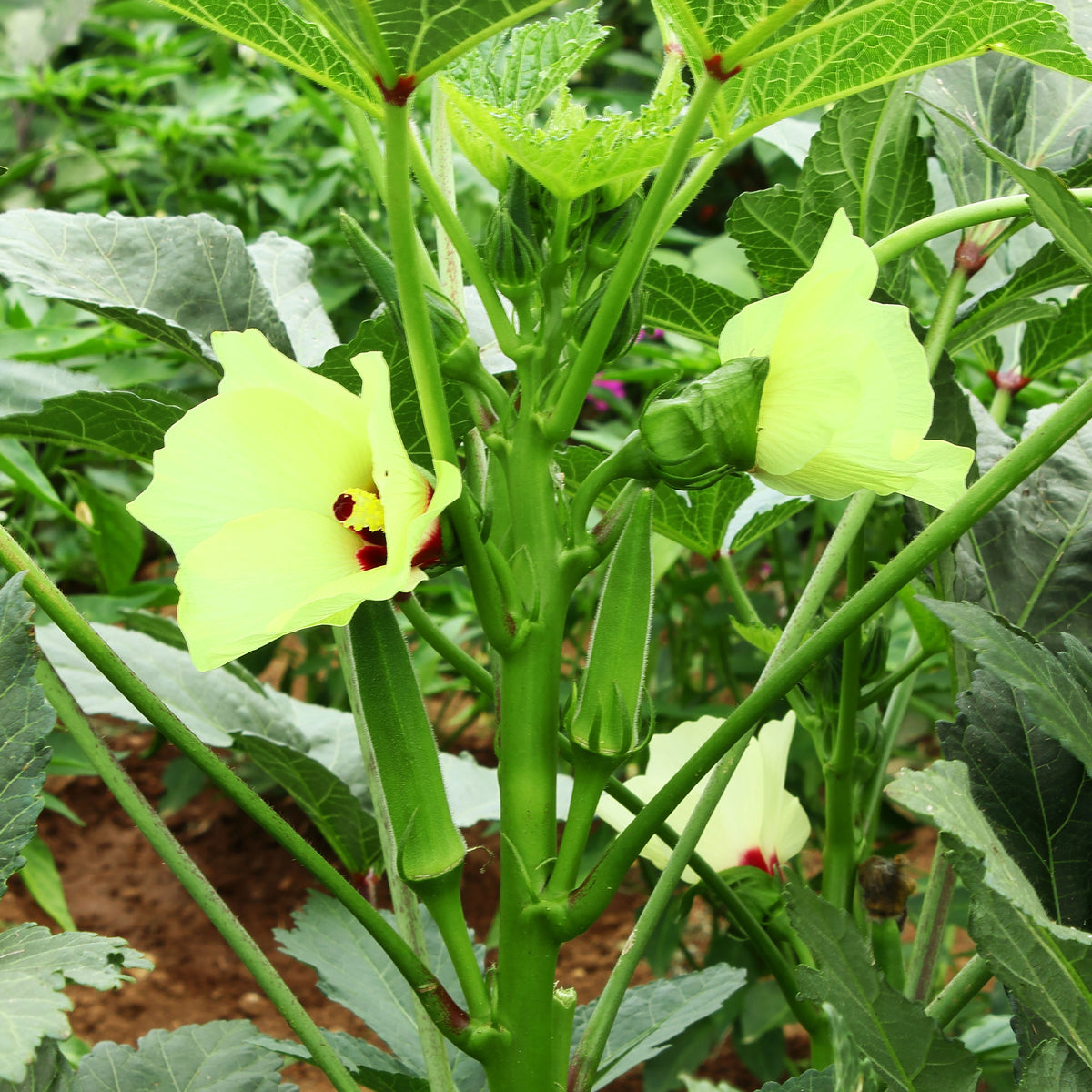 Graines pour potager - Gombo / Bamia - Abelmoschus esculentus