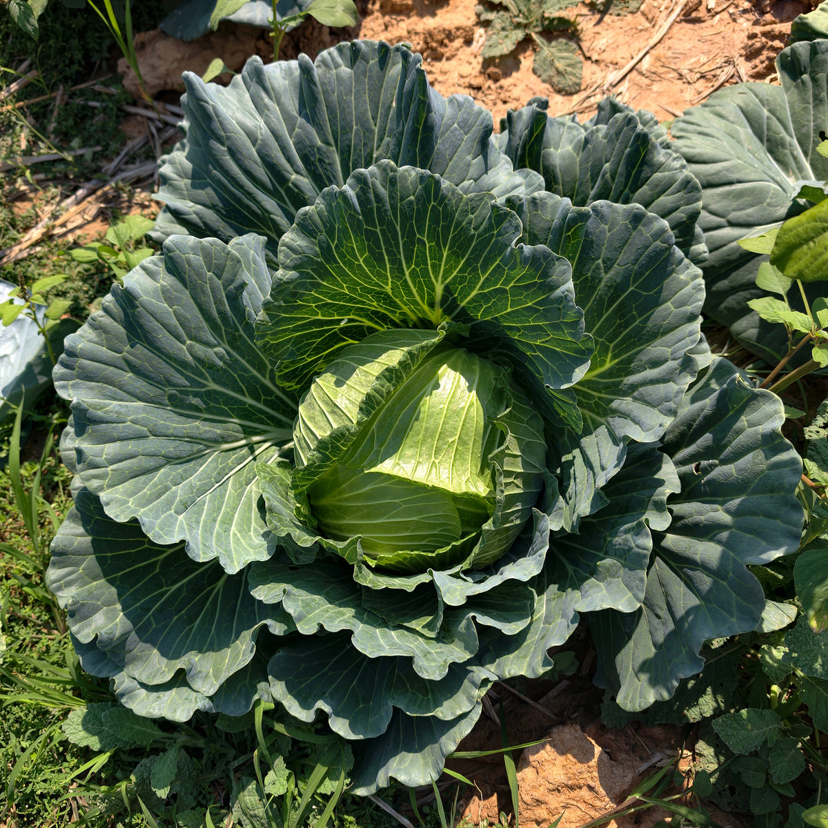 Brassica oleracea capitata de brunswick - Chou cabus De Brunswick - Graines de choux