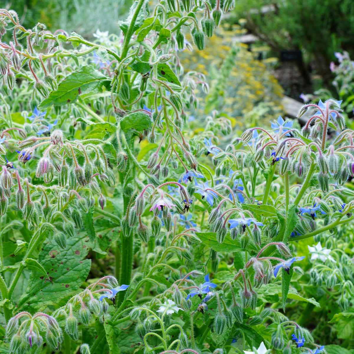 Borago officinalis - Bourrache Bleu Bio - Graines de fleurs annuelles