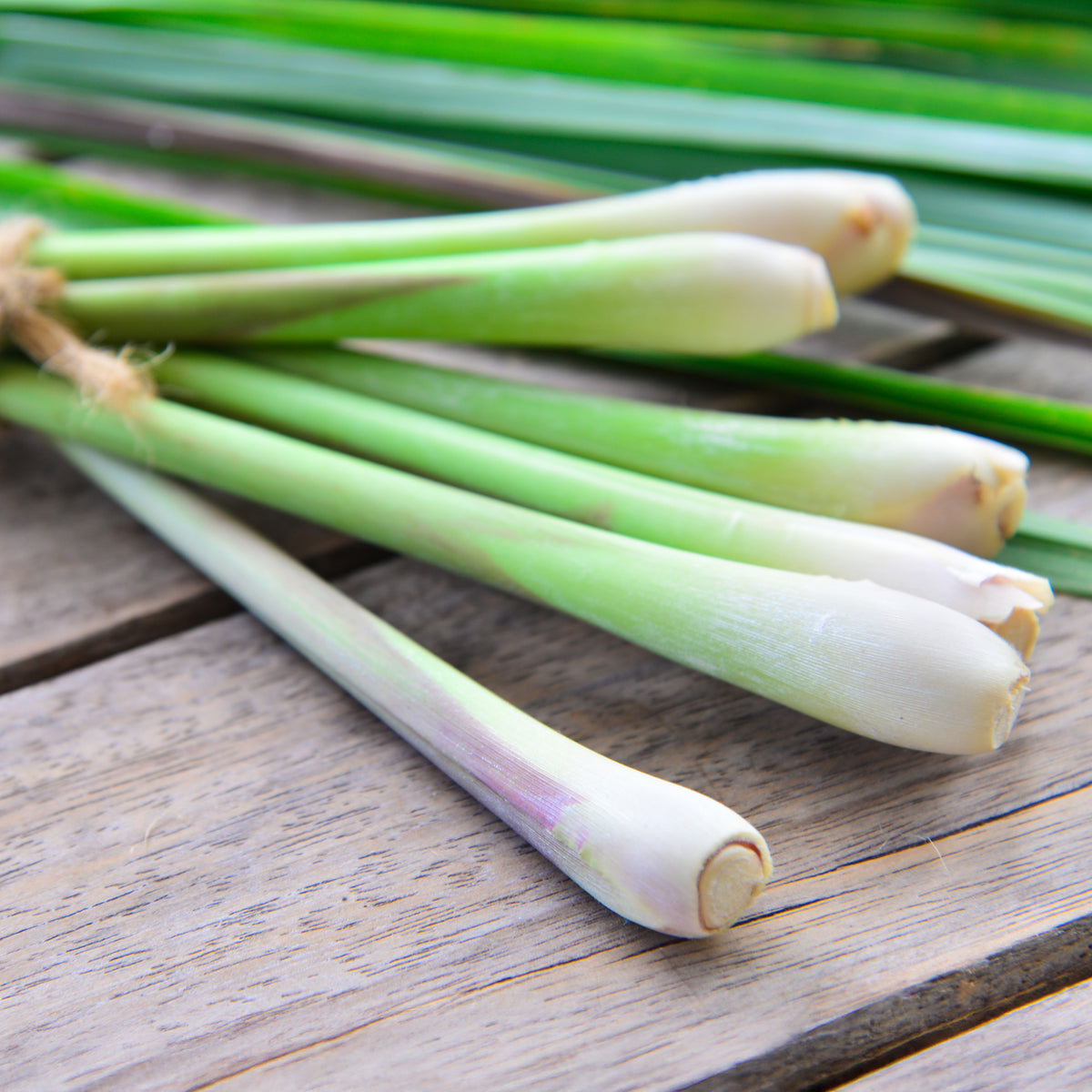Cymbopogon flexuosus - Citronnelle - Graines d'aromatiques