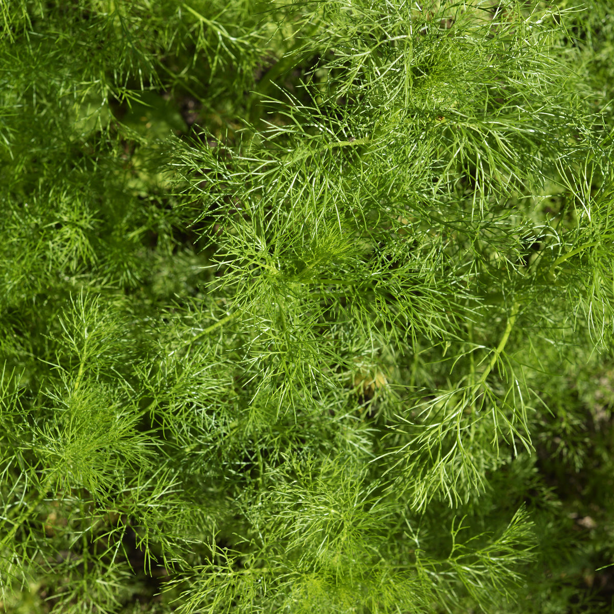 Aneth Bouquet Compatto - Anethum graveolens compatto - Bakker