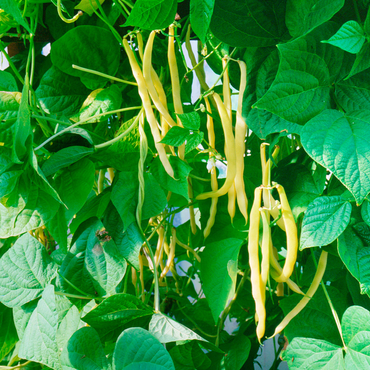 Haricot nain Orinoco wax - Phaseolus vulgaris orinoco wax - Bakker