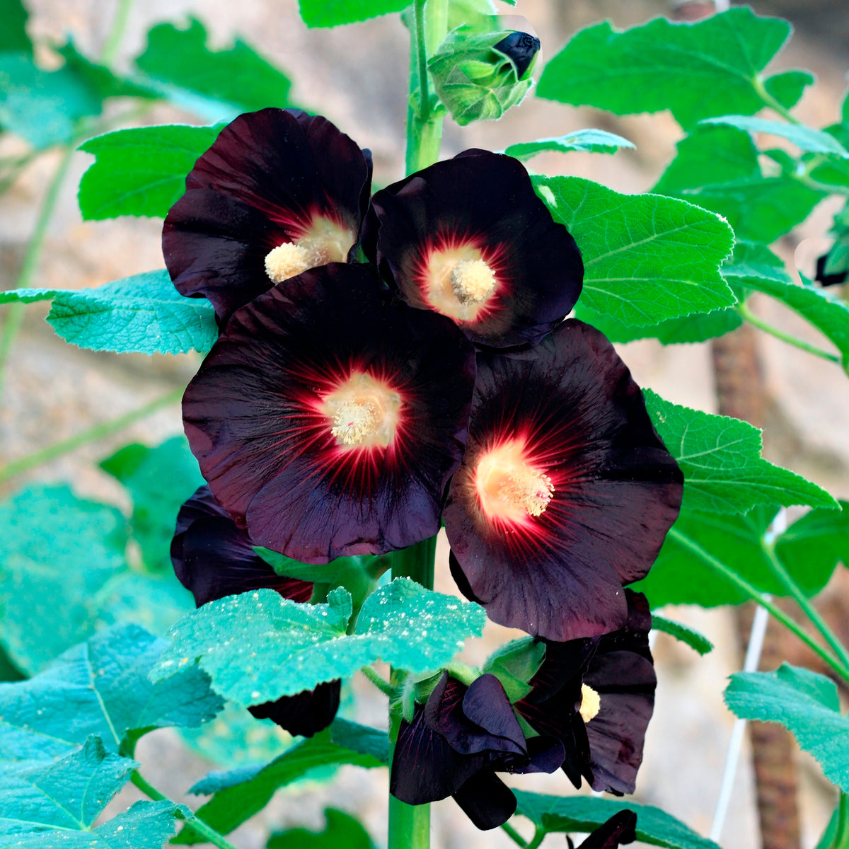 Rose Trémière simple noir Jet Black - Bakker