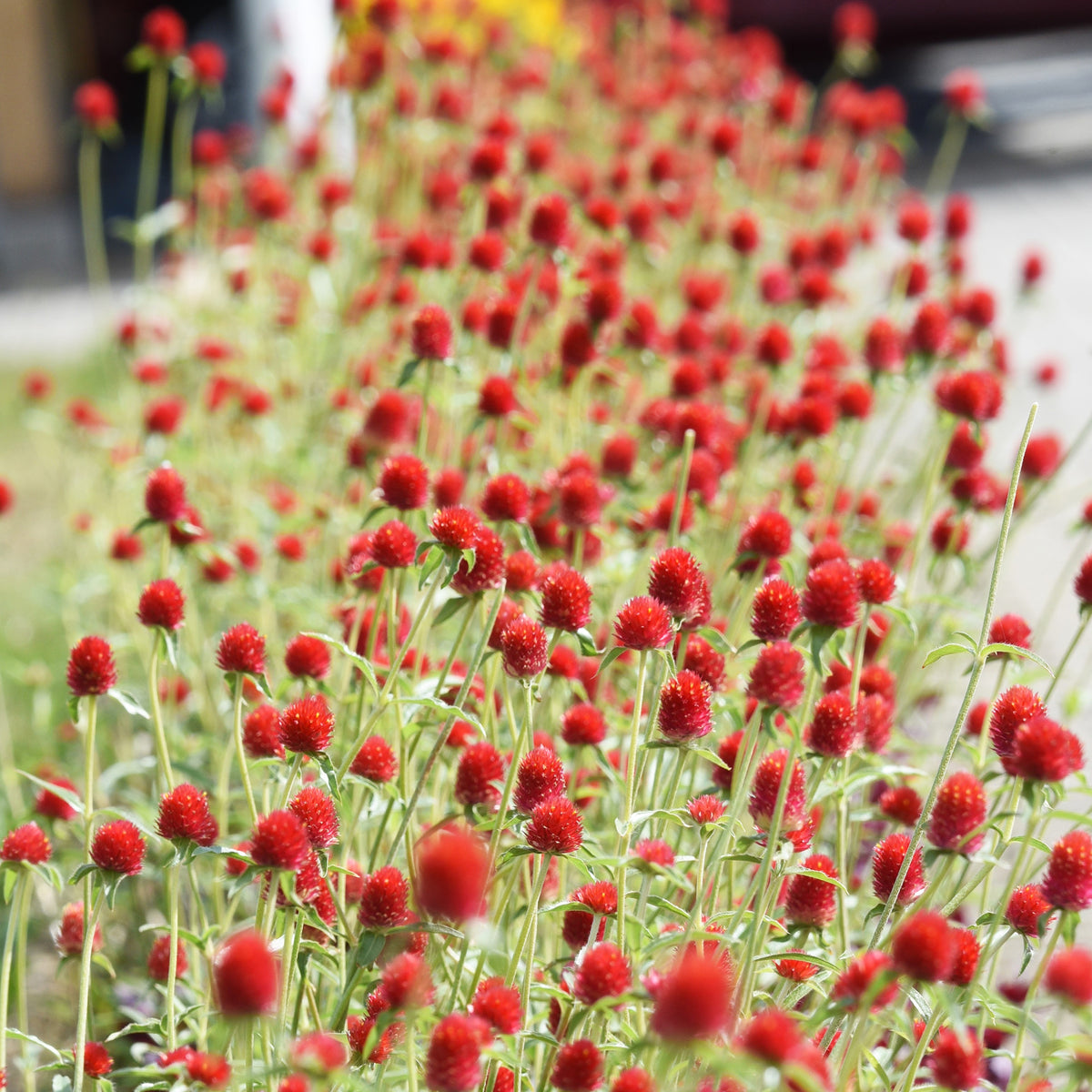 Gomphrena haageana Strawberry Fields - Amarantine écarlate Strawberry fields - Graines de fleurs annuelles