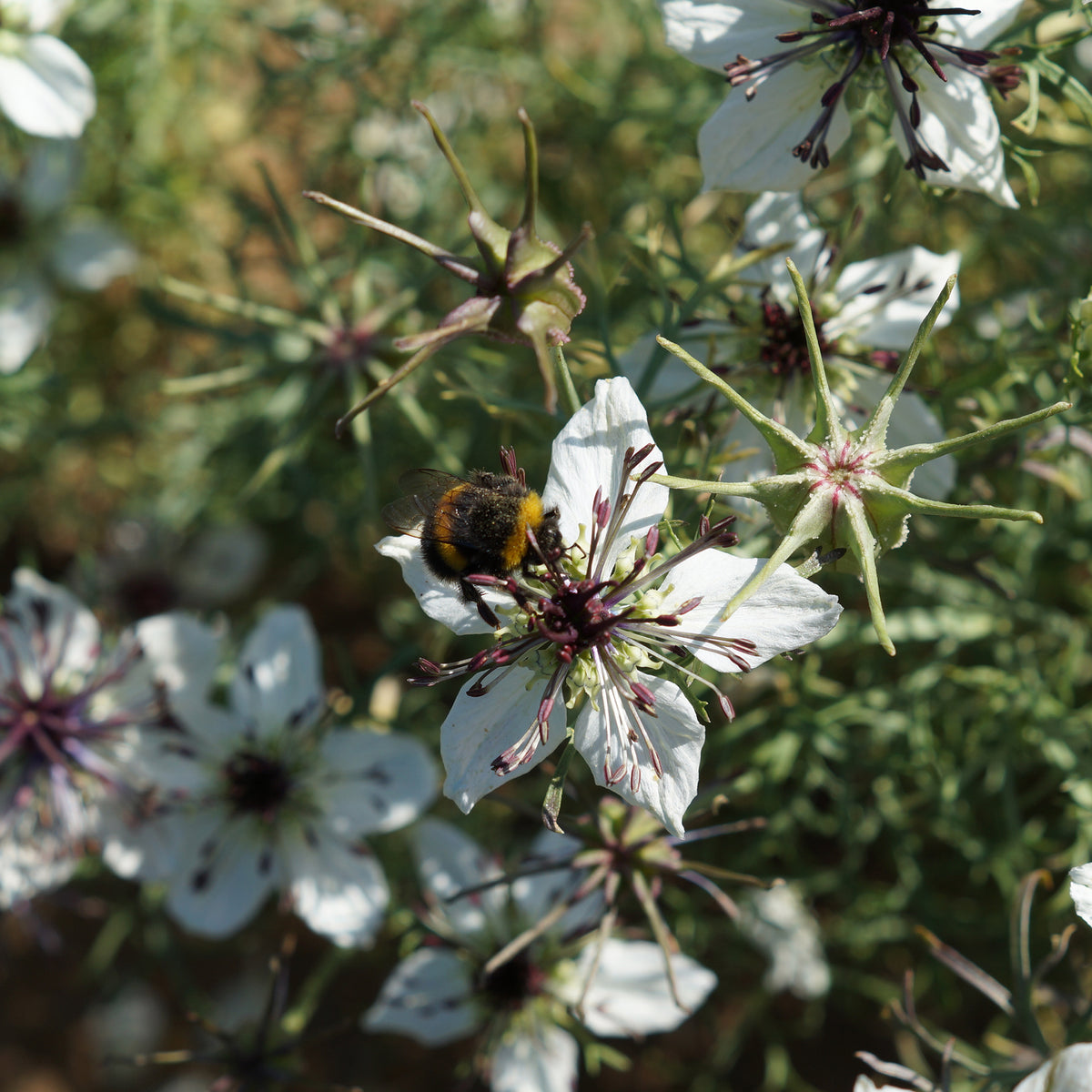 Graines de fleurs - Nigelle d'Espagne African Bride - Nigella papillosa