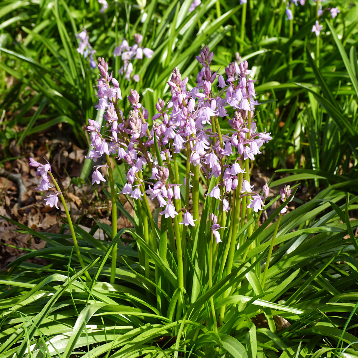 10 Jacinthes des bois - Scilla