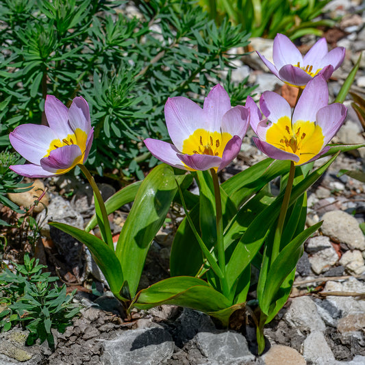 10 Tulipes botaniques Lilac Wonder - Bakker