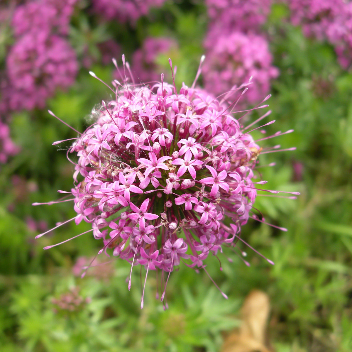 Crucianelle - Phuopsis stylosa - Bakker