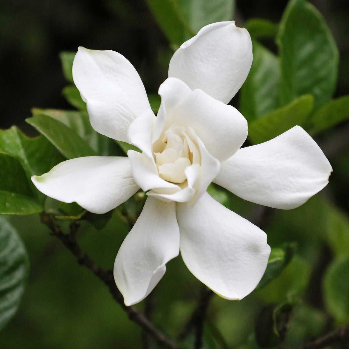 Gardenia Celestial Star