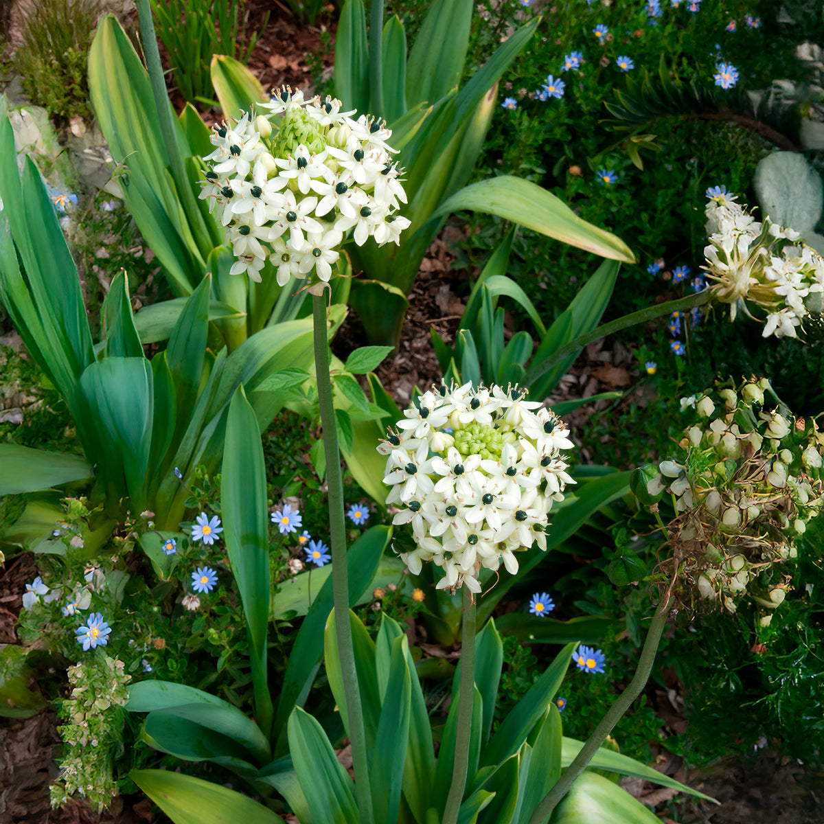 3 Ornithogales - Etoile de Bethléem - Ornithogalum saundersiae - Bakker