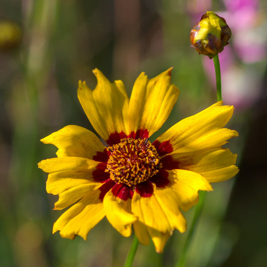 Coreopsis - Oeil de jeune fille - Bakker
