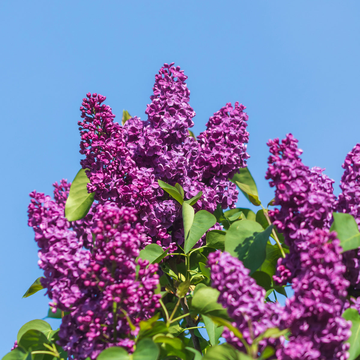Lilas - Lilas double rouge - Syringa vulgaris Charles Joly