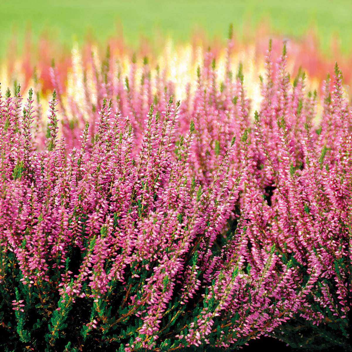 Bruyère d'été Marlies - Calluna vulgaris marlies - Bakker