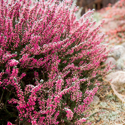 Bruyère d'été Marlies - Bakker