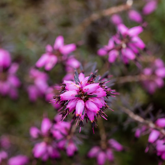 Bruyère d'hiver J.W. Porter - Bakker