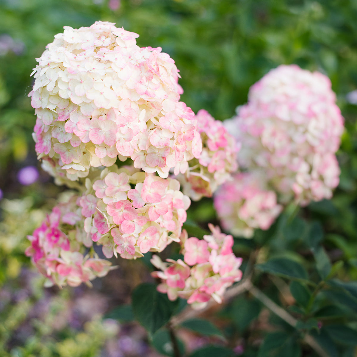 Hortensia paniculé Framboisine® 'Rensam'