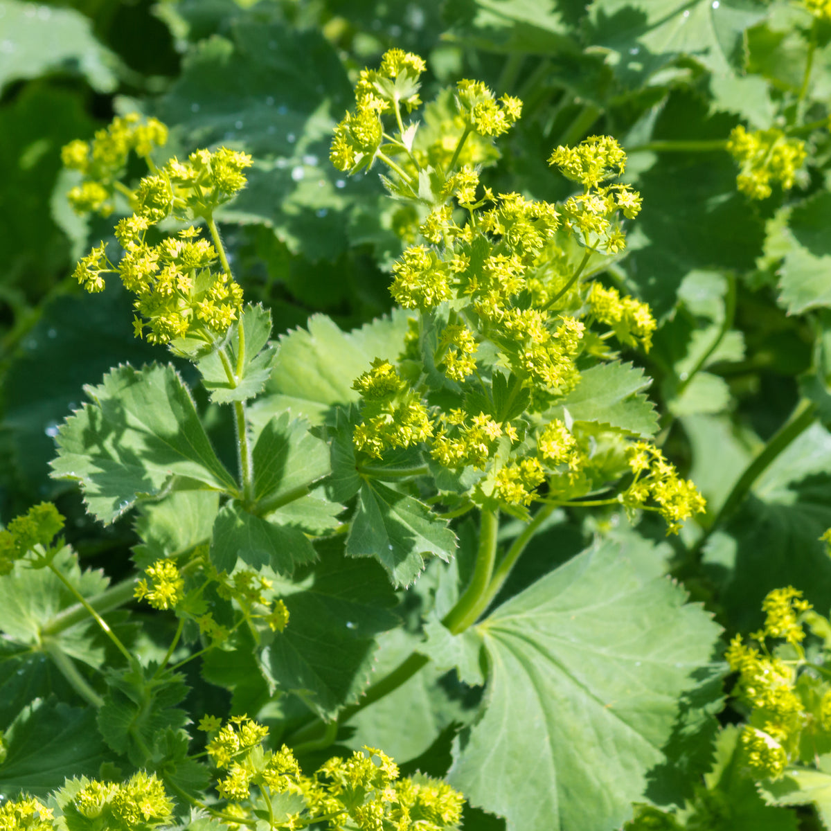 Alchemille vulgaris - Bakker
