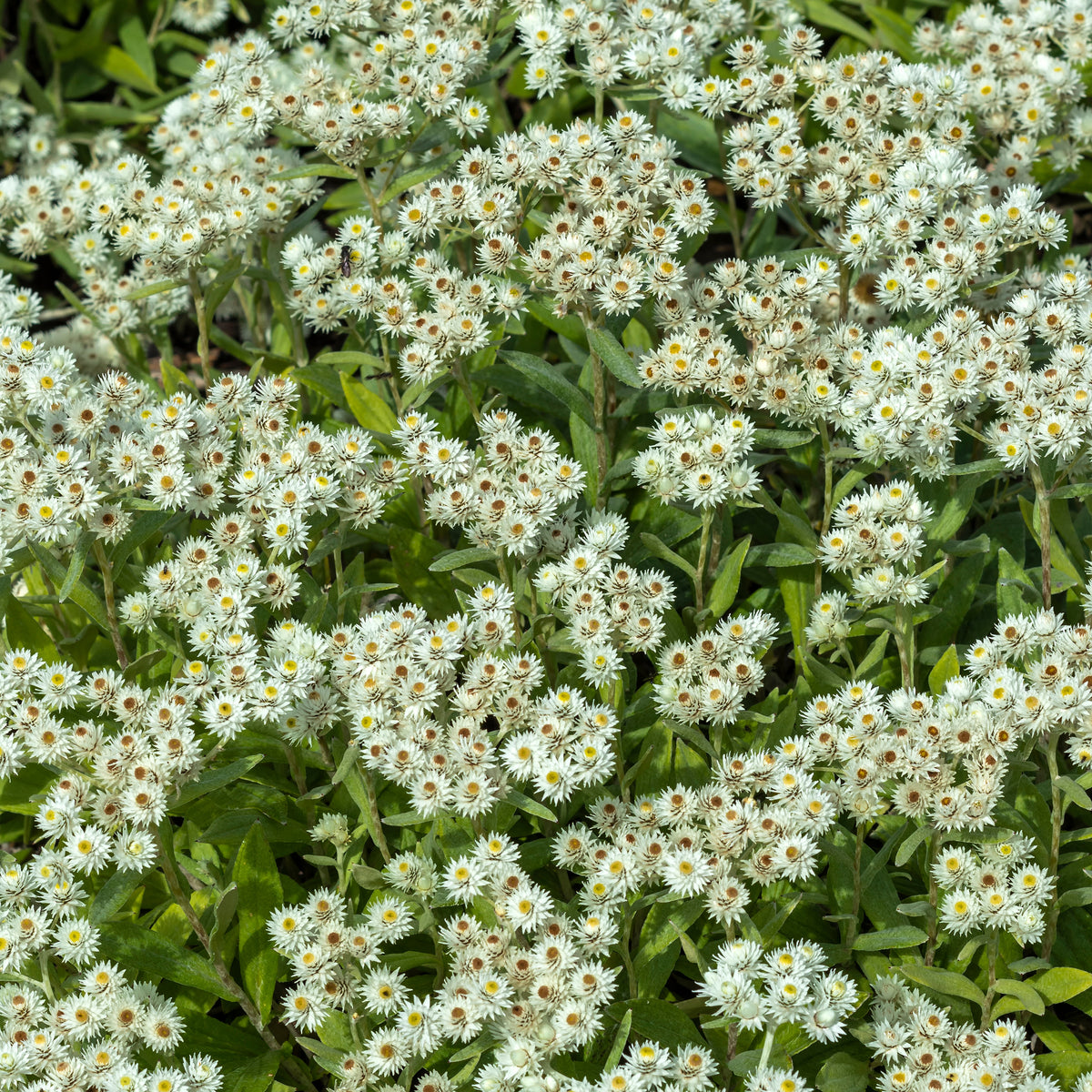 Immortelle de l'Himalaya Sommerschnee - Bakker