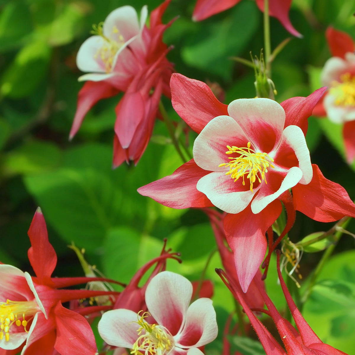 Ancolie Crimson Star - Aquilegia Crimson Star - Bakker