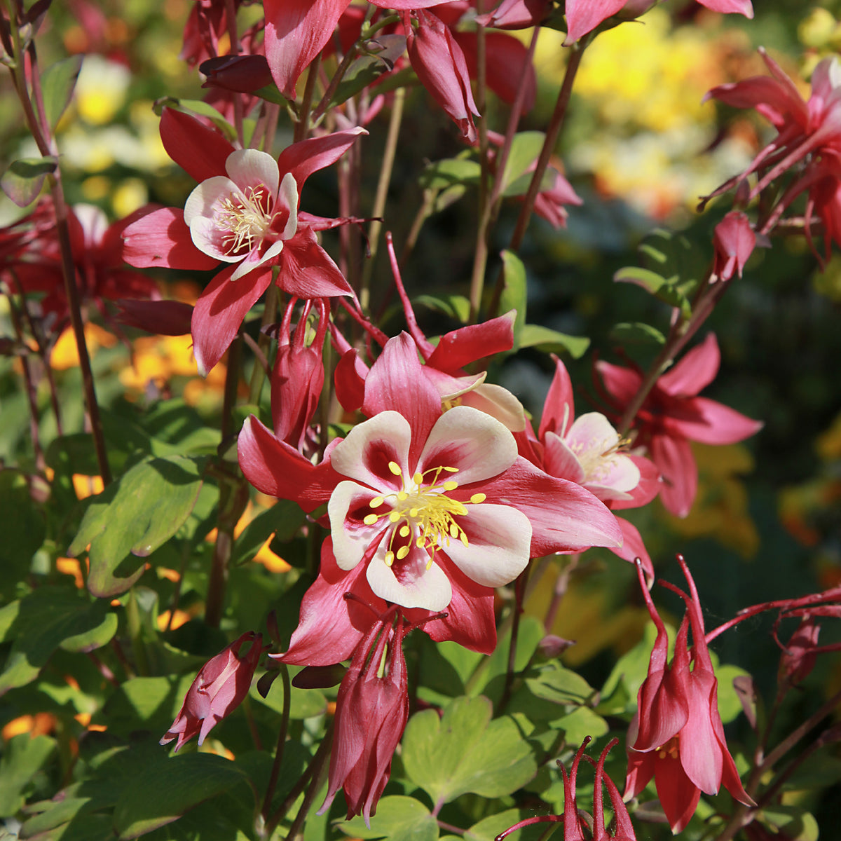 Ancolie Crimson Star - Bakker