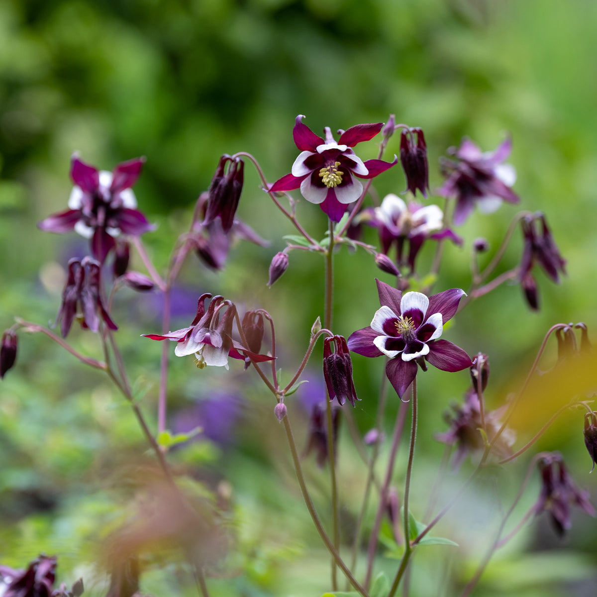 Ancolie des jardins William Guiness - Bakker