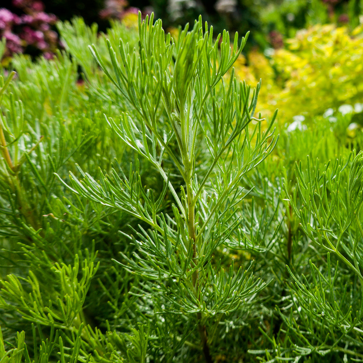 Artemisia abrotanum - Armoise citronelle Aurone - Armoise