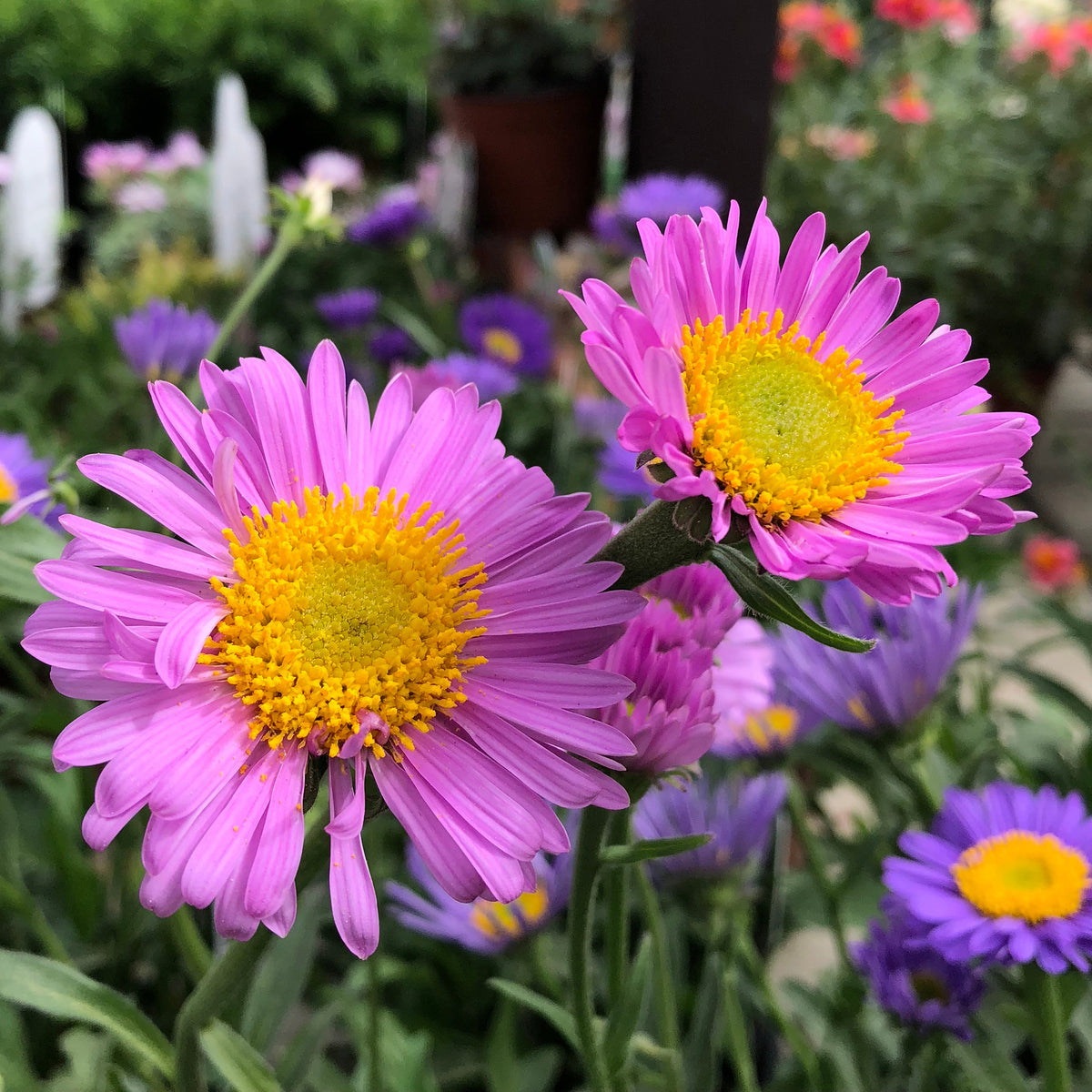 Aster des Alpes Happy End - Bakker