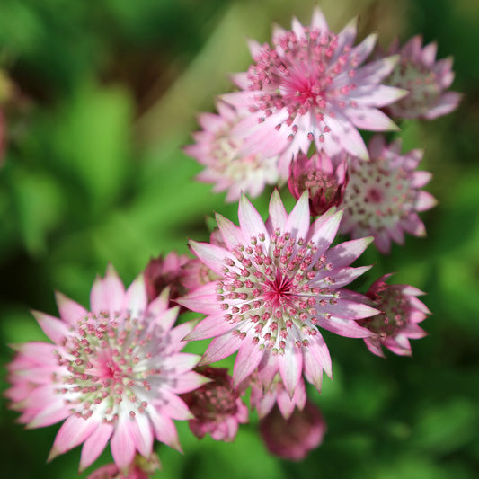 Grande astrance - Bakker