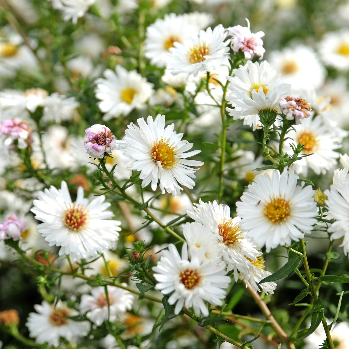 Aster grand d'automne White Lady - Bakker