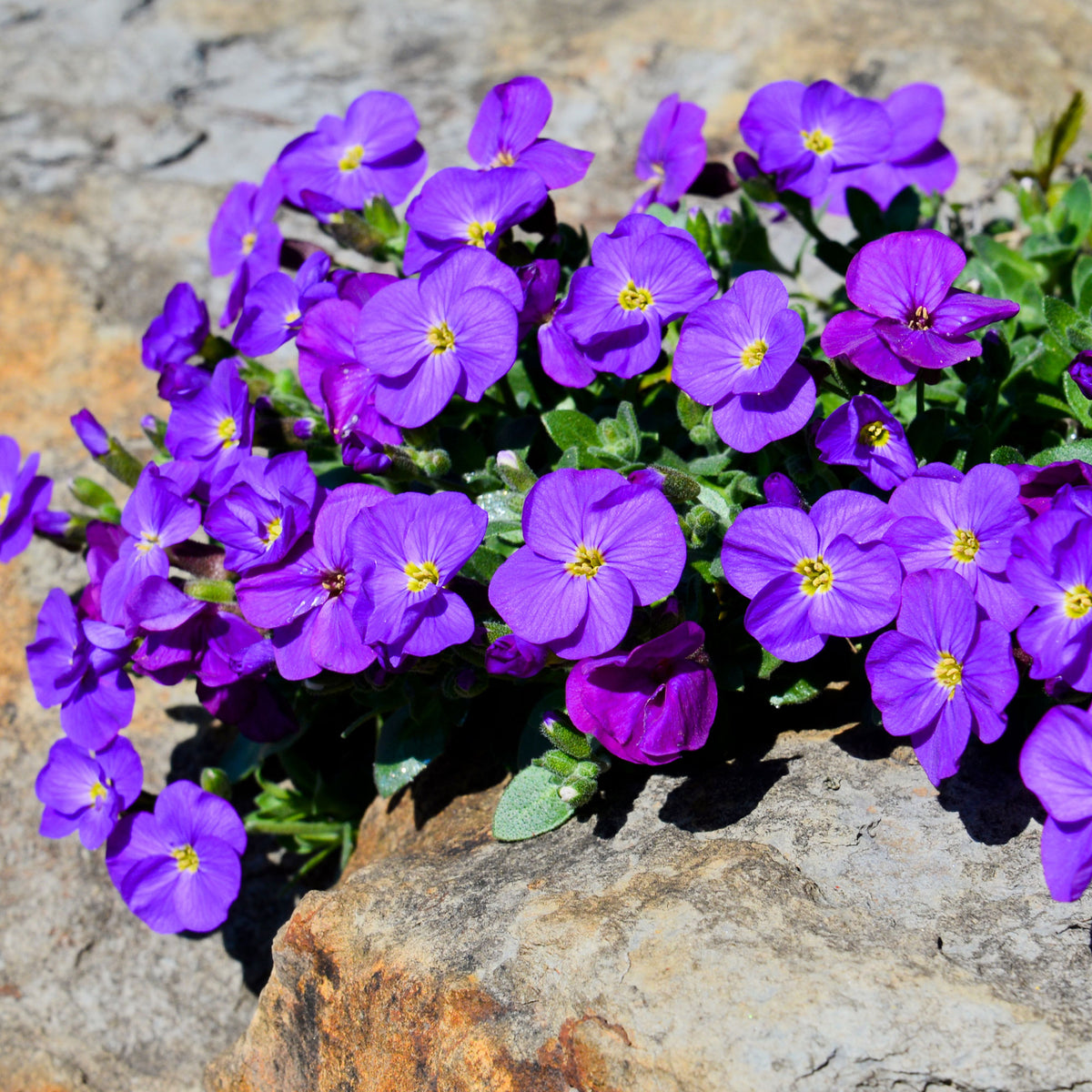 Aubriète Cascade Purple - Aubrieta Cascade Purple - Bakker