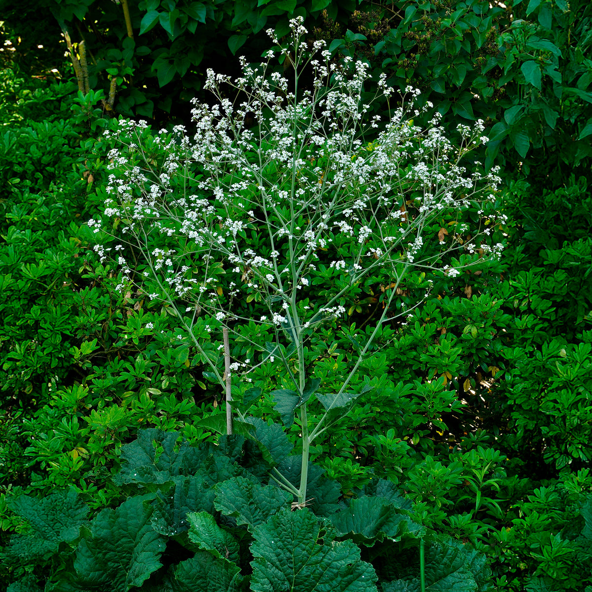 Crambe cordifolia - Chou nuage blanc - Crambe - Vivaces fleuries