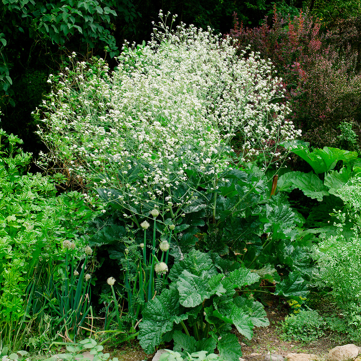 Vente Chou nuage blanc - Crambe - Crambe cordifolia
