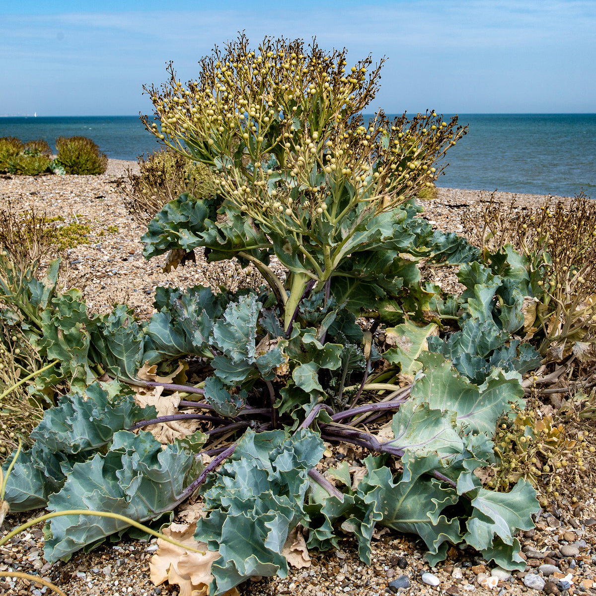 Crambe maritime - Crambe maritima - Bakker