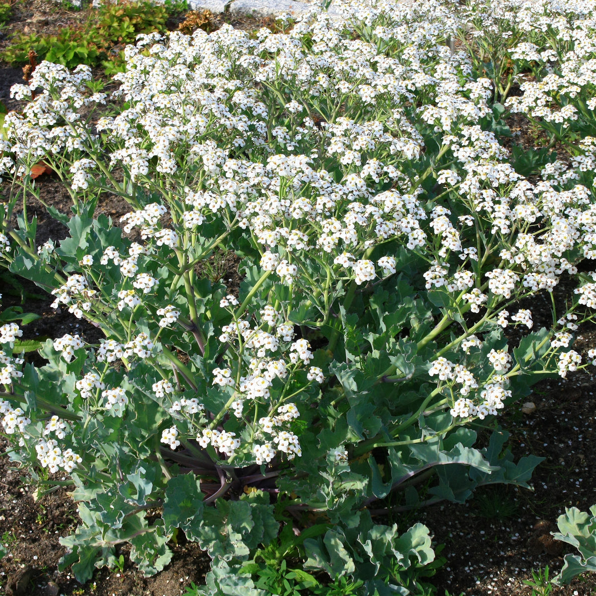Crambe maritima - Crambe maritime - Plantes vivaces