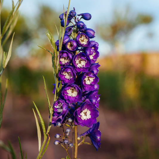 Delphinium géant King Arthur - Bakker