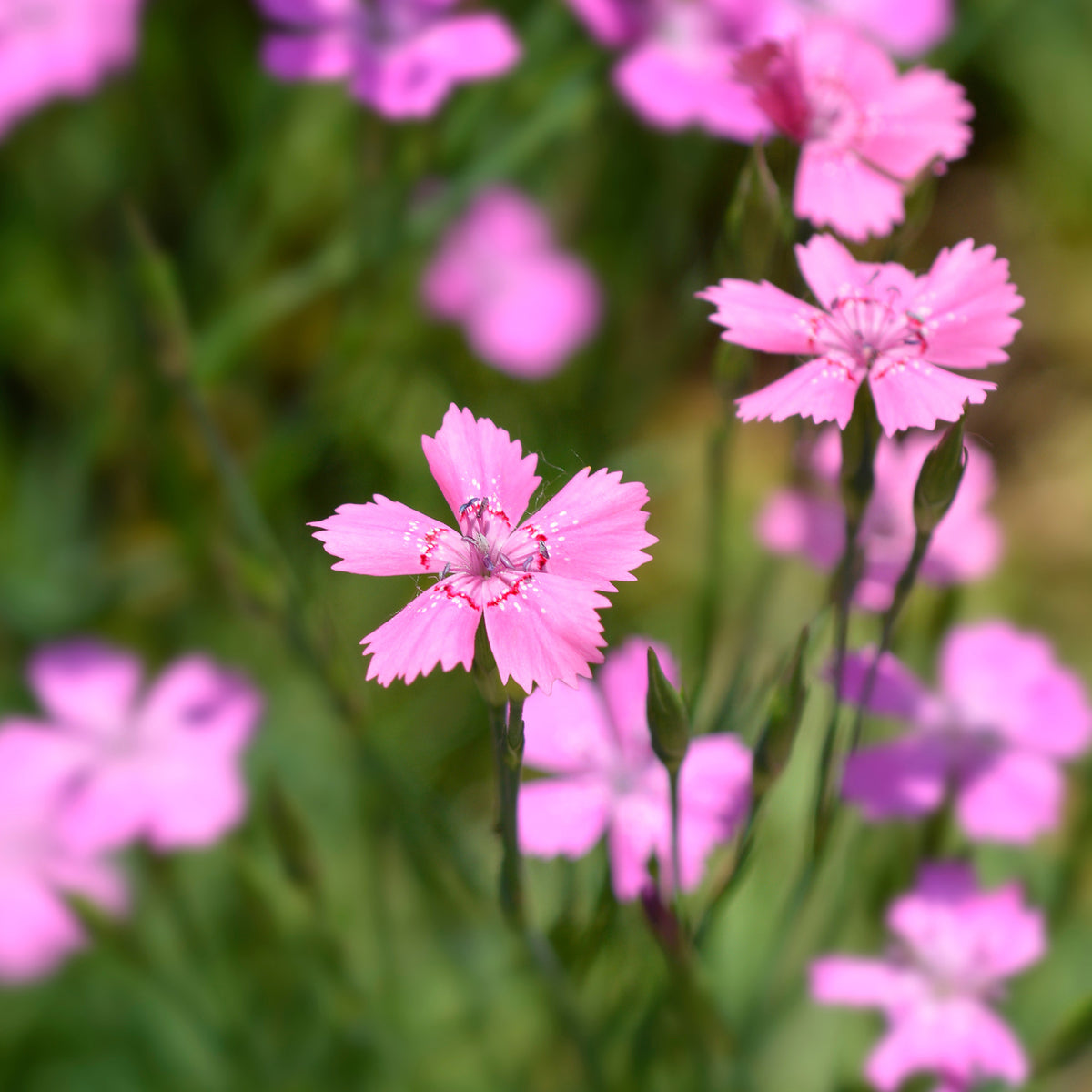 Œillet à delta Rosea - Dianthus deltoides rosea - Bakker