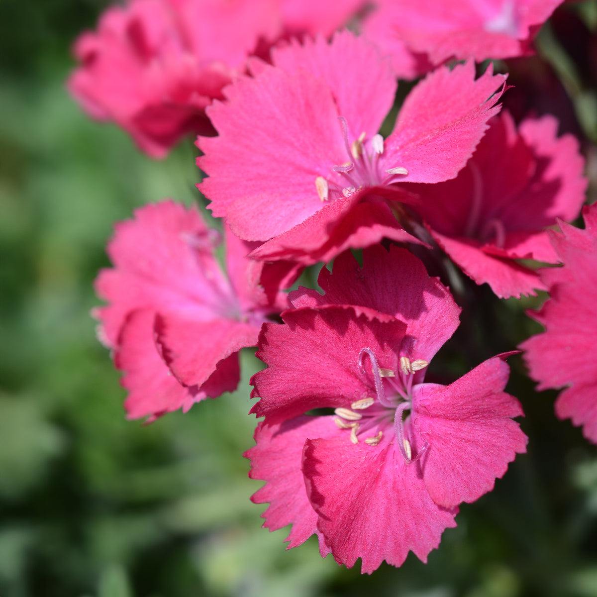Œillet de la Pentecôte Badenia - Dianthus gratianopolitanus Badenia - Bakker