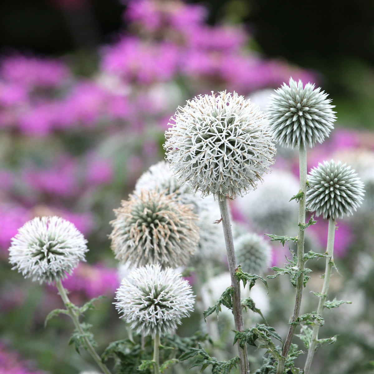 Echinops bannaticus star frost - Boule azurée Star Frost - Chardon boule - Plantes vivaces
