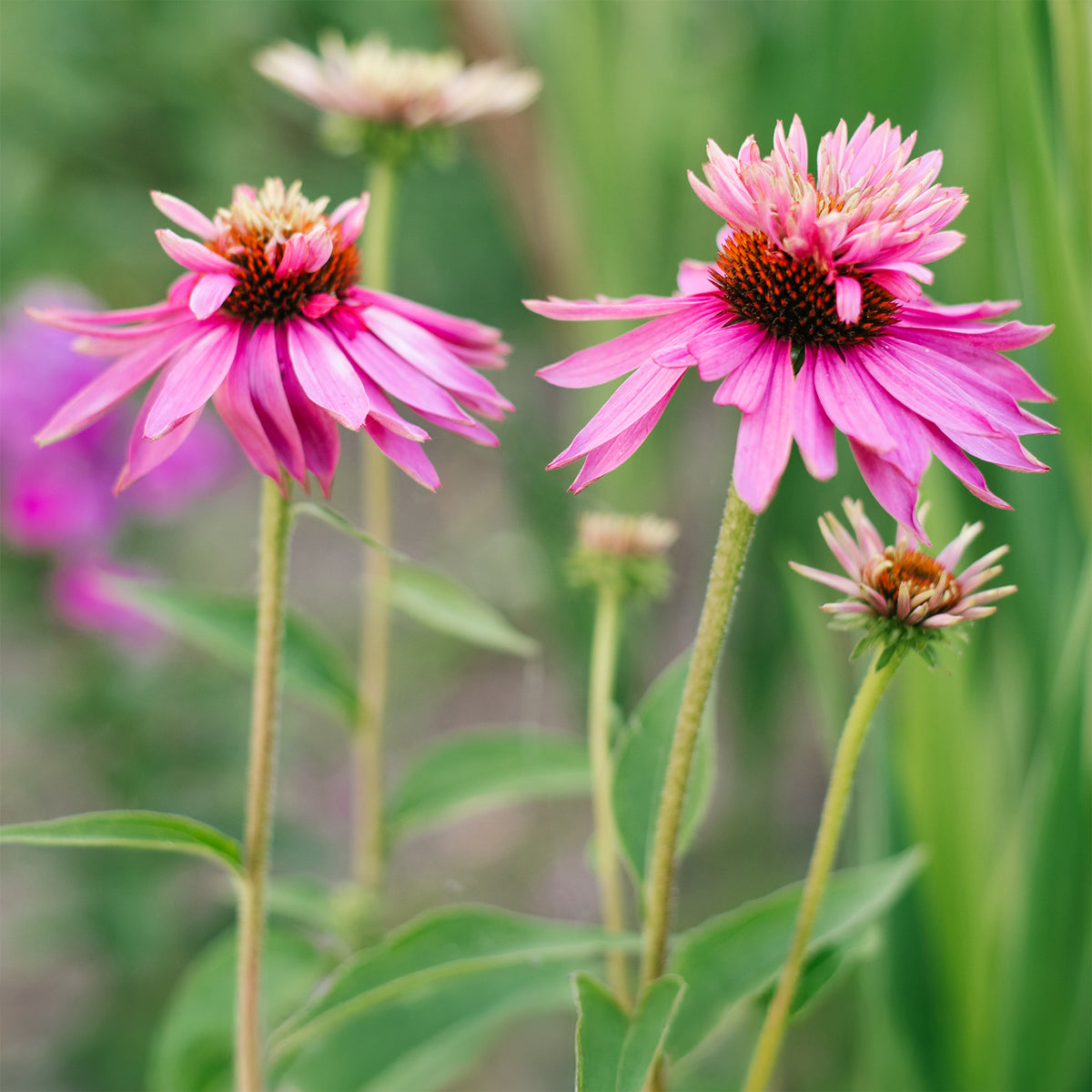 Echinacée pourpre Double-Decker - Echinacea purpurea double-decker - Bakker