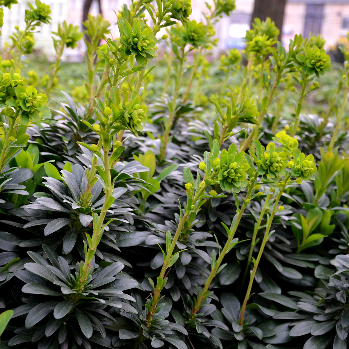 Euphorbe des bois - Euphorbia amygdaloides Robbiae - Bakker