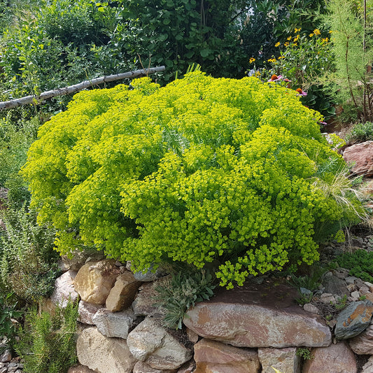 Euphorbe de Sibérie - Bakker