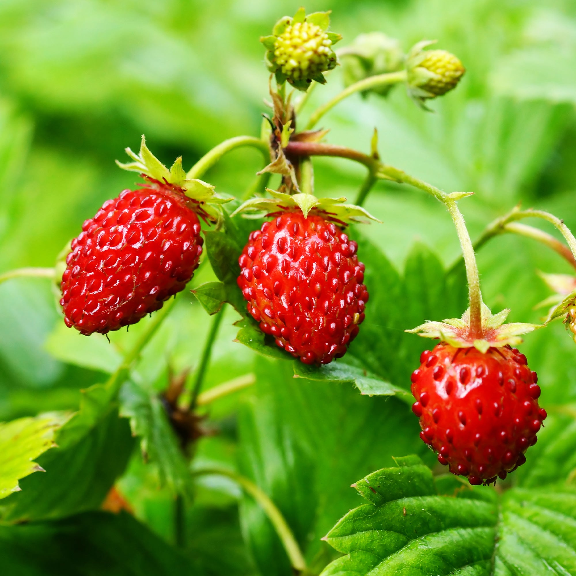 Fraisier des bois