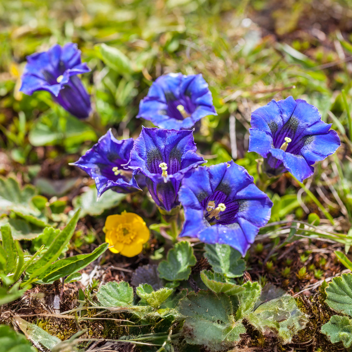 Gentiana acaulis - Gentiane acaule - Vivaces fleuries