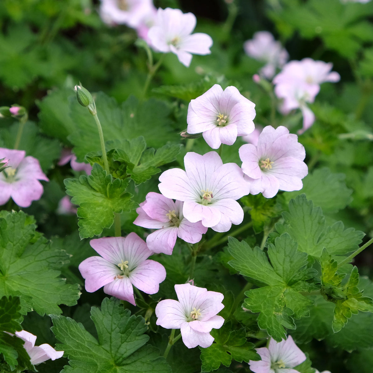 Géranium vivace Dreamland - Bakker