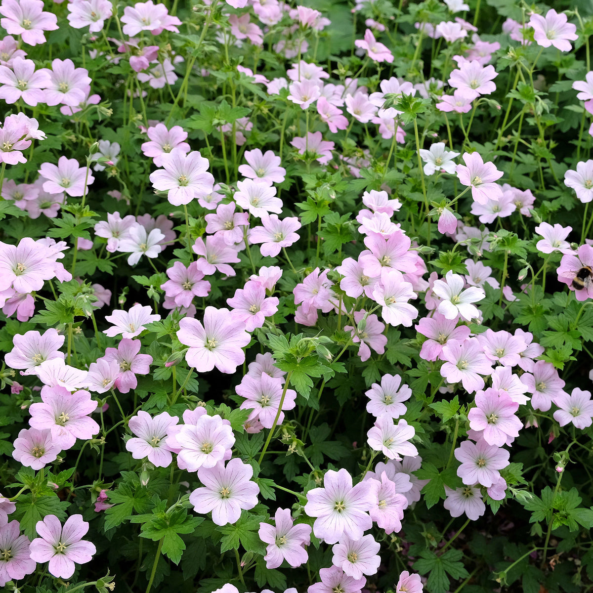 Géranium vivace Dreamland - Geranium bremdream dreamland - Bakker